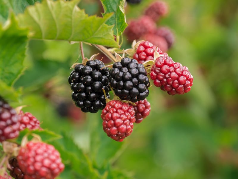 Tangy Berries